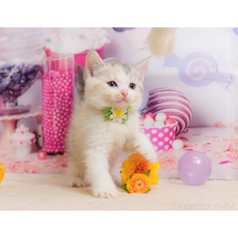 販売中の千葉県のマンチカン-137205の5枚目