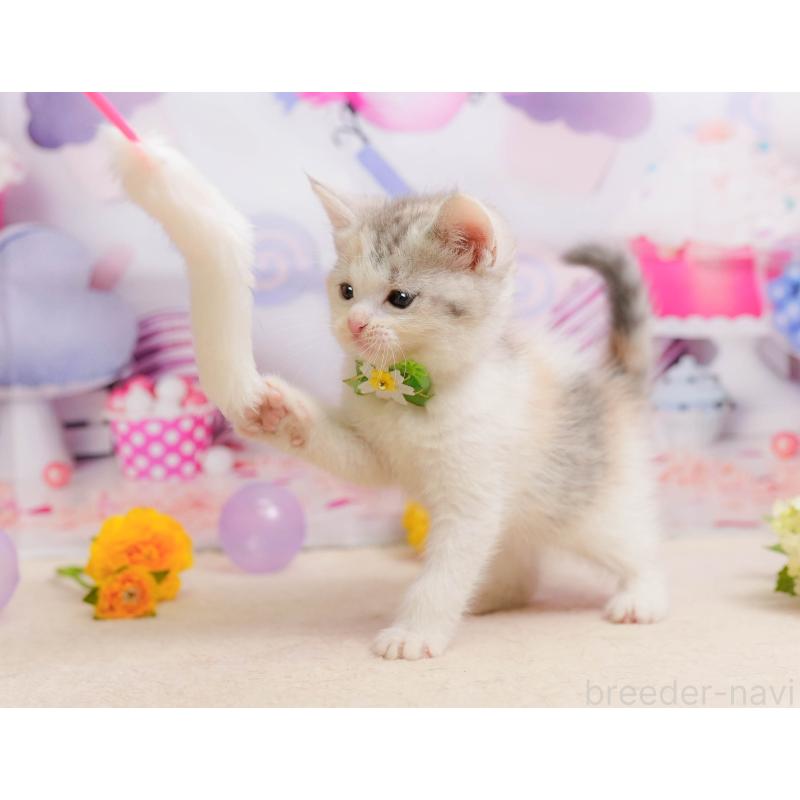 販売中の千葉県のマンチカン-137205の4枚目