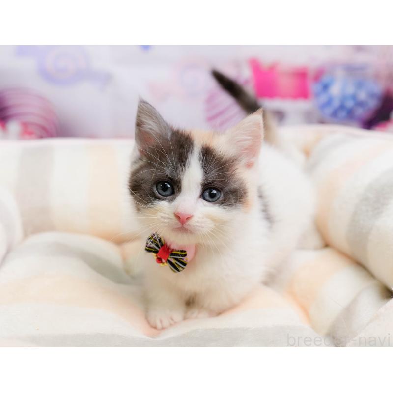 販売中の千葉県のマンチカン-137203