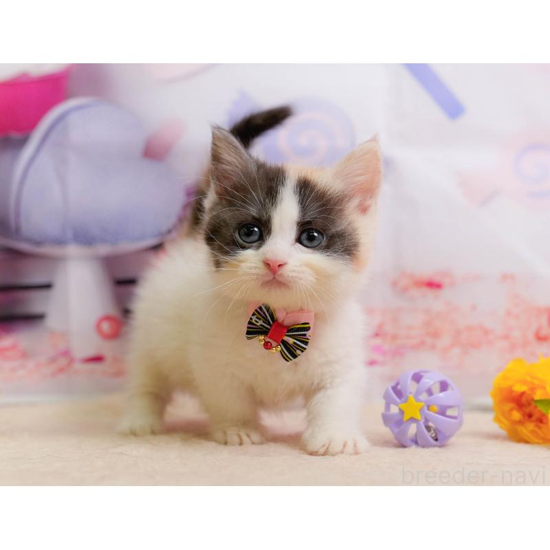 販売中の千葉県のマンチカン-137203の10枚目