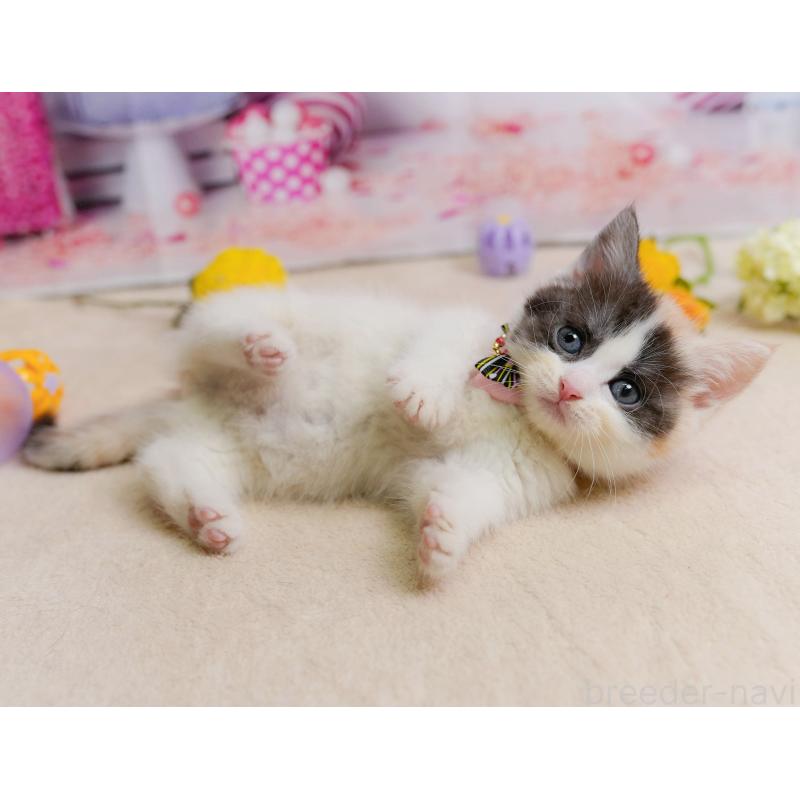 販売中の千葉県のマンチカン-137203の9枚目