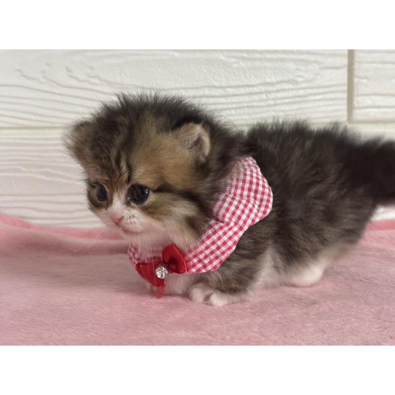 販売中の愛知県のミヌエット(短足)-137027の5枚目