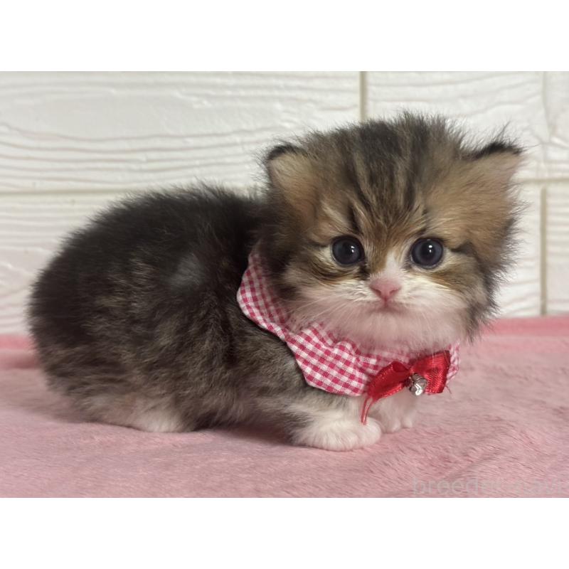 販売中の愛知県のミヌエット(短足)-137027の6枚目