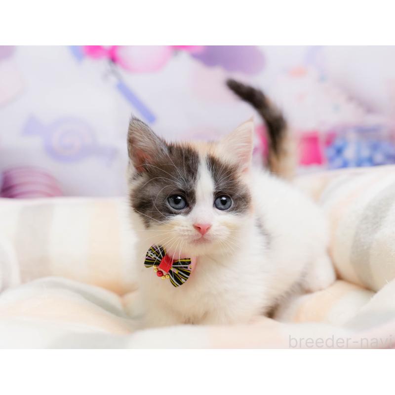 販売中の千葉県のマンチカン-137203の8枚目