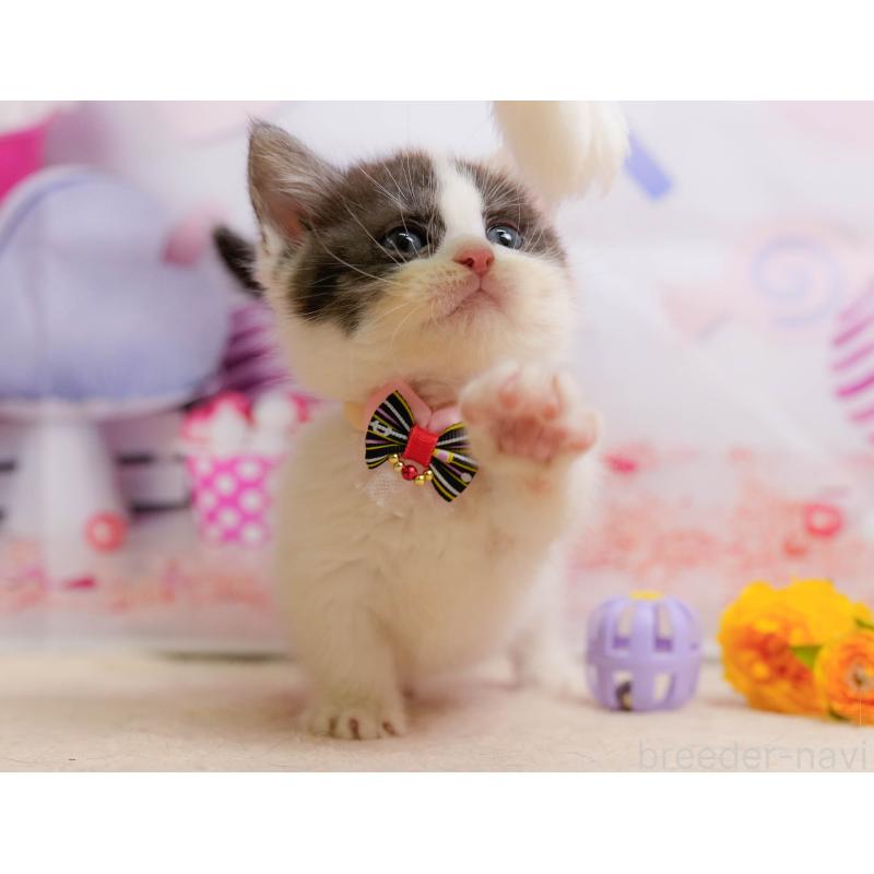 販売中の千葉県のマンチカン-137203の7枚目