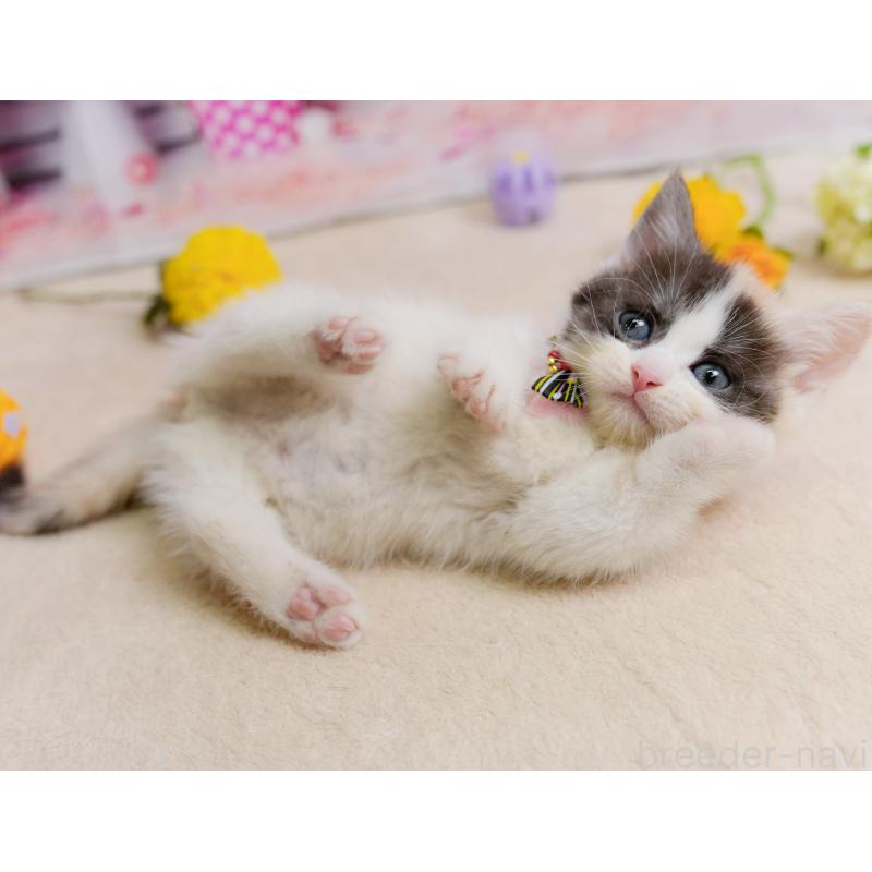 販売中の千葉県のマンチカン-137203の6枚目