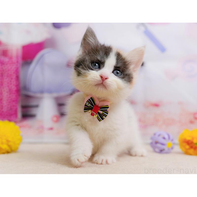 販売中の千葉県のマンチカン-137203の4枚目