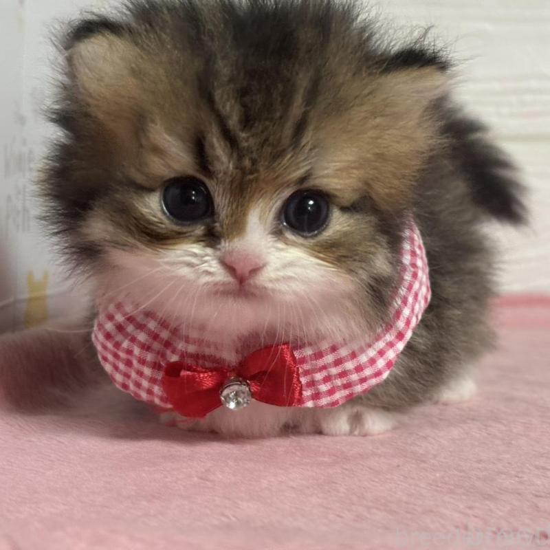 販売中の愛知県のミヌエット(短足)-137027の4枚目