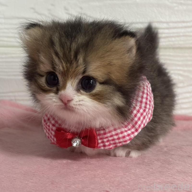 販売中の愛知県のミヌエット(短足)-137027の3枚目