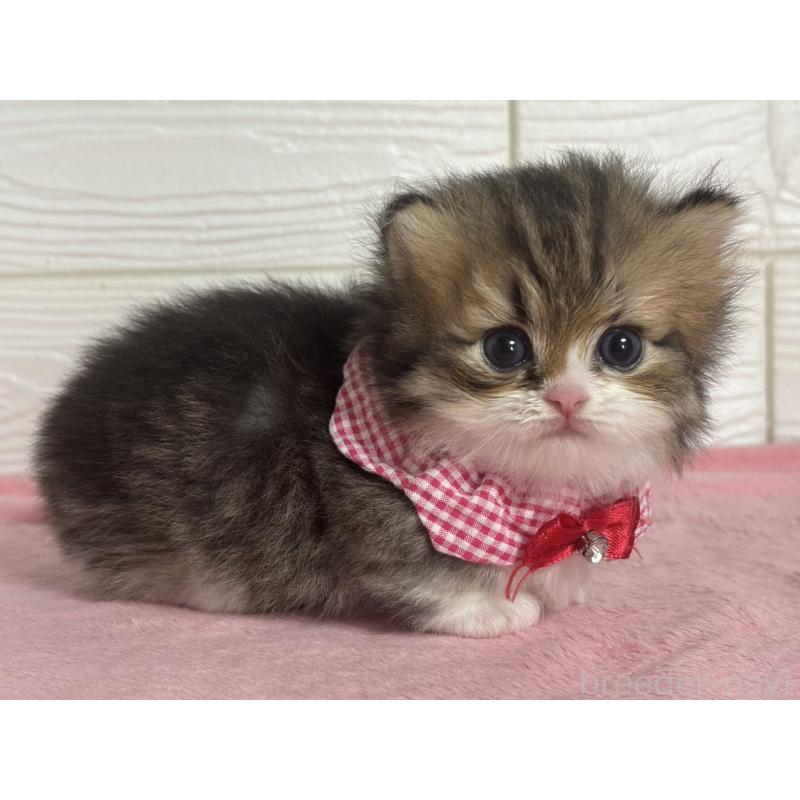 販売中の愛知県のミヌエット(短足)-137027の2枚目