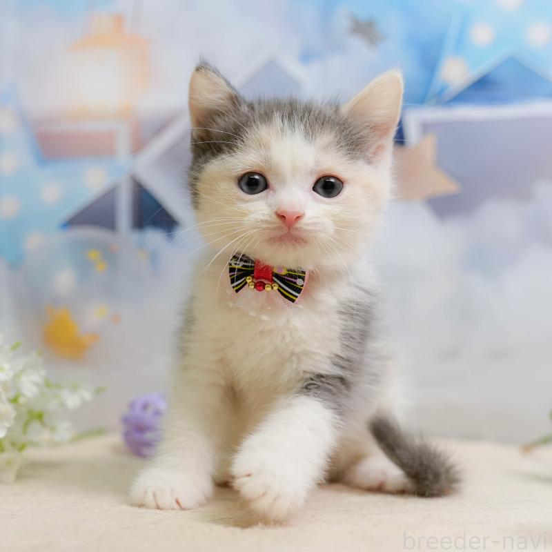 販売中の千葉県のマンチカン-137202