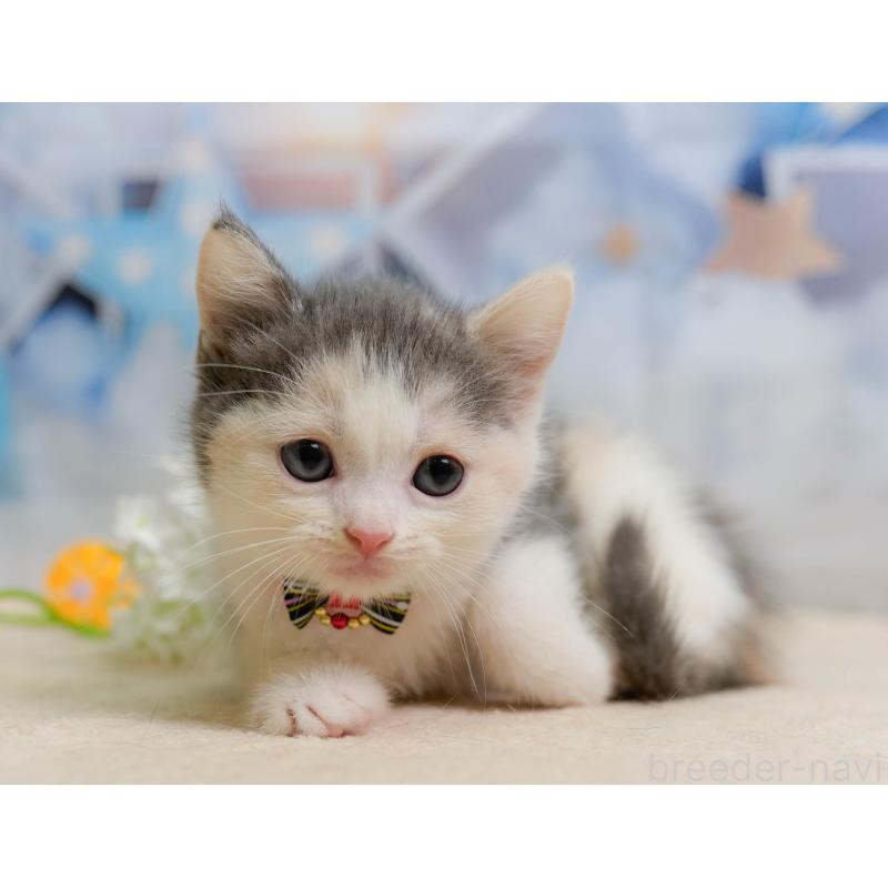 販売中の千葉県のマンチカン-137202の11枚目