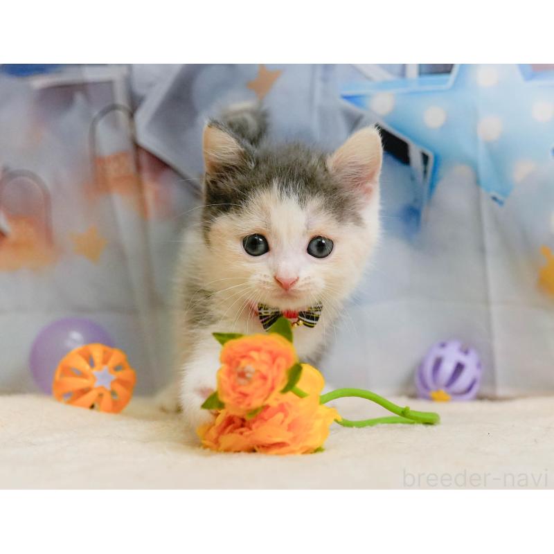 販売中の千葉県のマンチカン-137202の10枚目