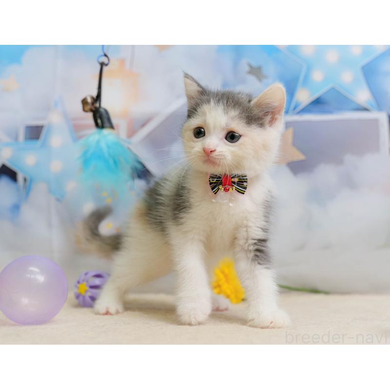 販売中の千葉県のマンチカン-137202の8枚目