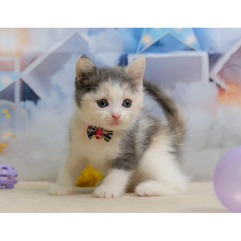 販売中の千葉県のマンチカン-137202の7枚目