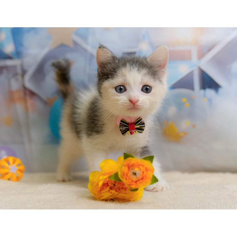 販売中の千葉県のマンチカン-137202の6枚目