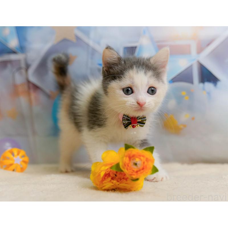 販売中の千葉県のマンチカン-137202の4枚目