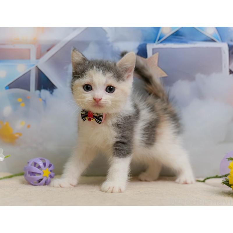 販売中の千葉県のマンチカン-137202の3枚目