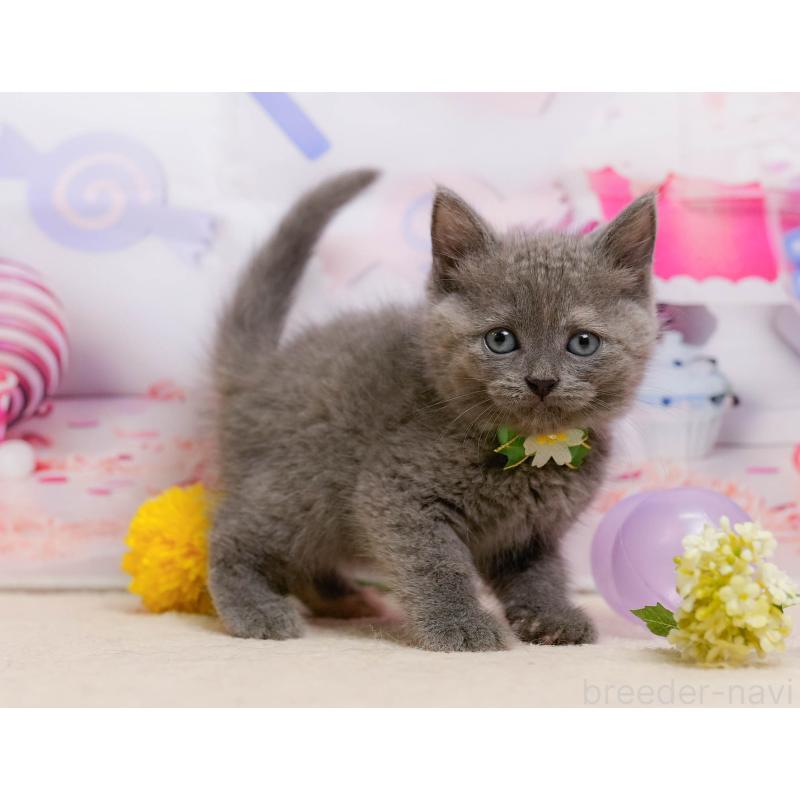 販売中の千葉県のマンチカン-137199の1枚目