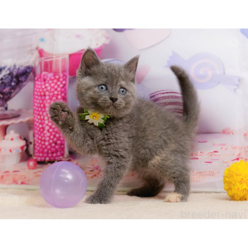 販売中の千葉県のマンチカン-137199の11枚目