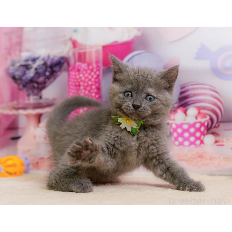 販売中の千葉県のマンチカン-137199の9枚目