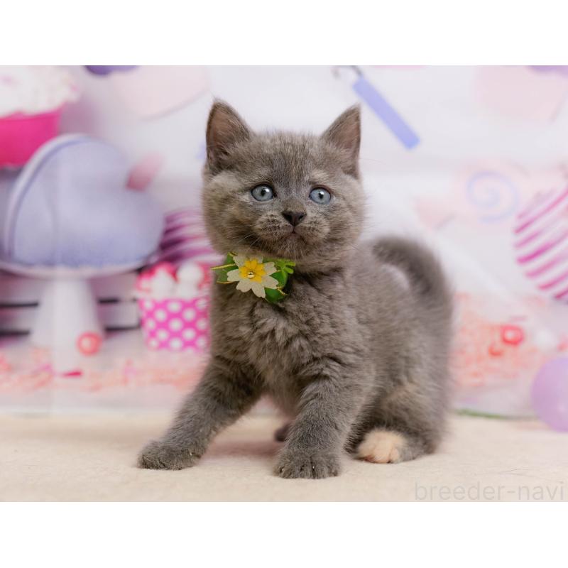 販売中の千葉県のマンチカン-137199の4枚目