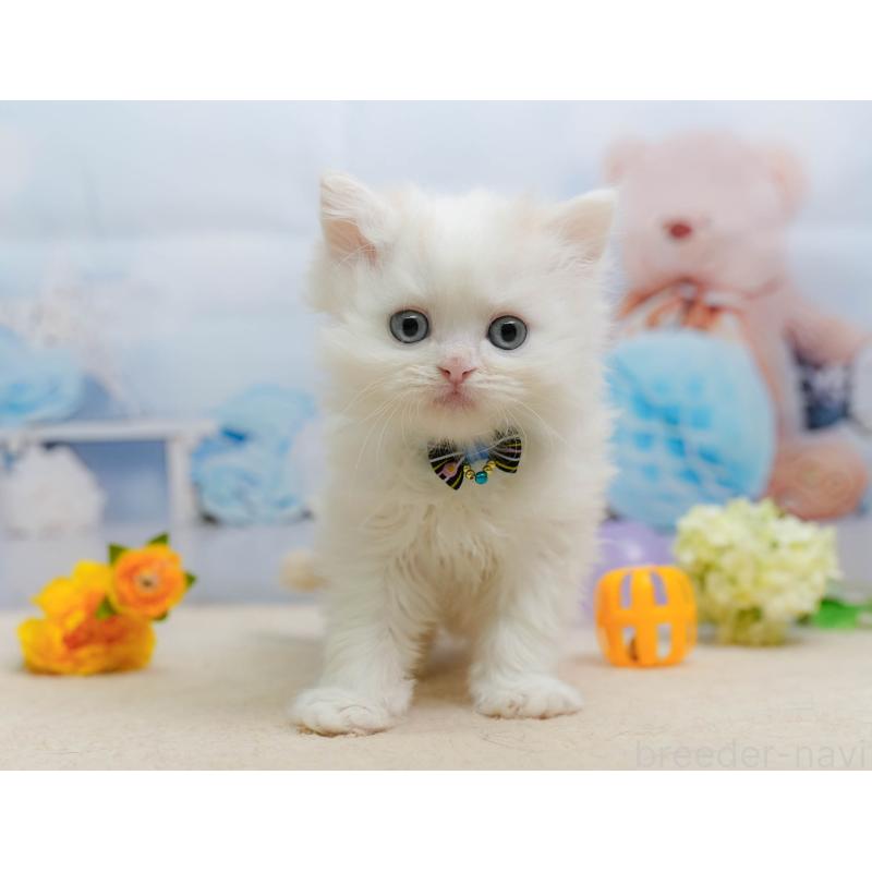 販売中の千葉県のサイベリアン-137197の1枚目