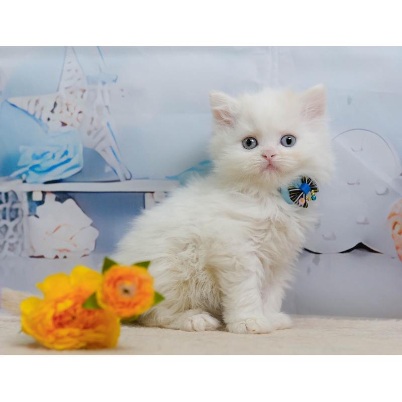 販売中の千葉県のサイベリアン-137197の9枚目