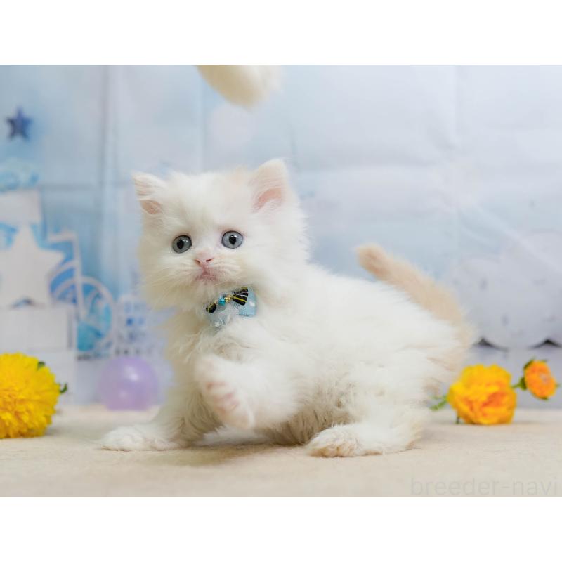 販売中の千葉県のサイベリアン-137197の8枚目