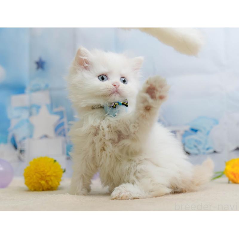 販売中の千葉県のサイベリアン-137197の7枚目