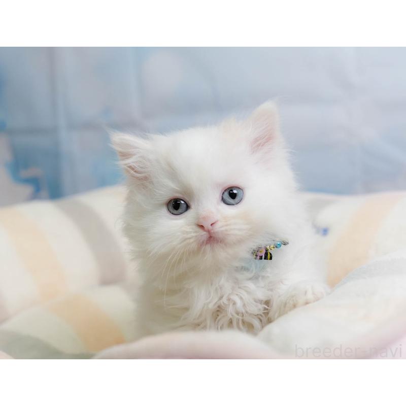 販売中の千葉県のサイベリアン-137197の6枚目