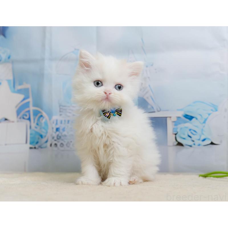 販売中の千葉県のサイベリアン-137197の4枚目