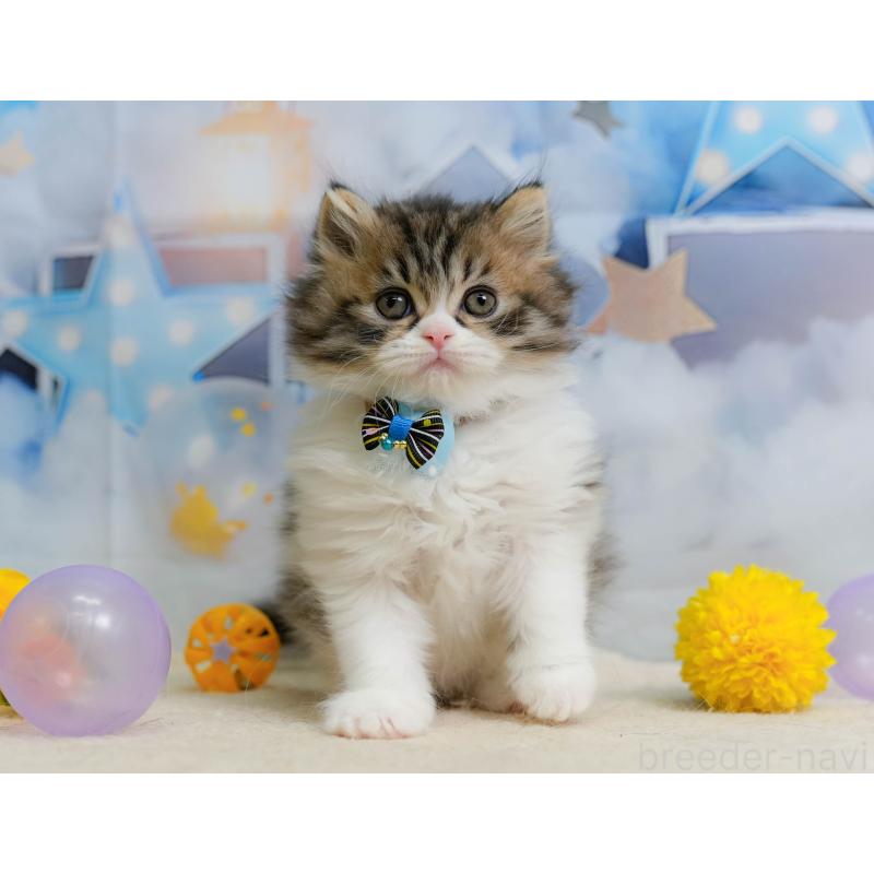 販売中の千葉県のミヌエット-137193の1枚目