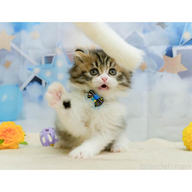 販売中の千葉県のミヌエット-137193の11枚目