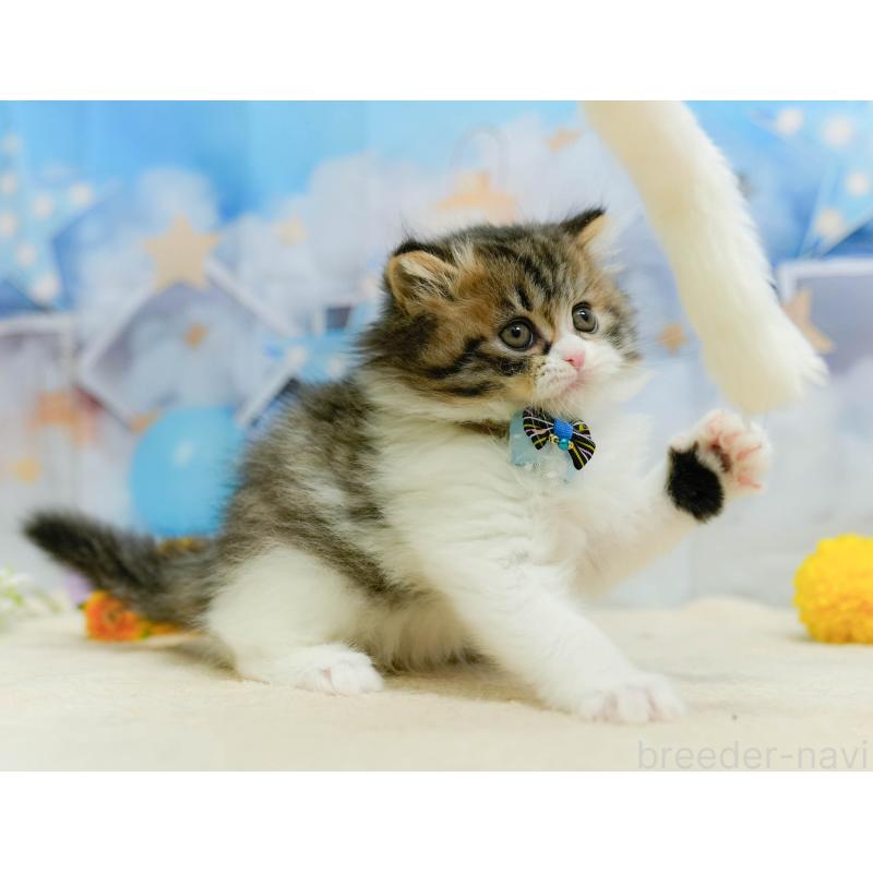 販売中の千葉県のミヌエット-137193の10枚目