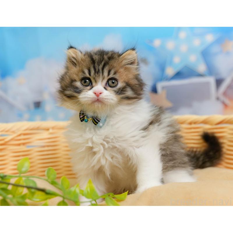 販売中の千葉県のミヌエット-137193の8枚目