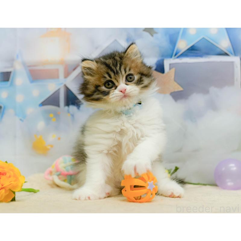 販売中の千葉県のミヌエット-137193の7枚目