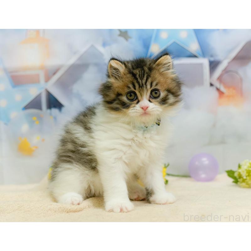 販売中の千葉県のミヌエット-137193の5枚目