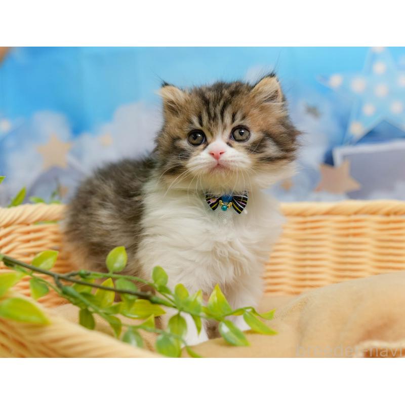 販売中の千葉県のミヌエット-137193の4枚目