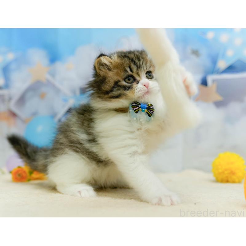 販売中の千葉県のミヌエット-137193の3枚目