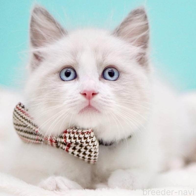 商談中の東京都のラグドール-135123の1枚目