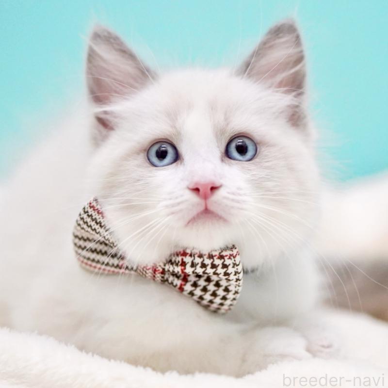 商談中の東京都のラグドール-135123の16枚目