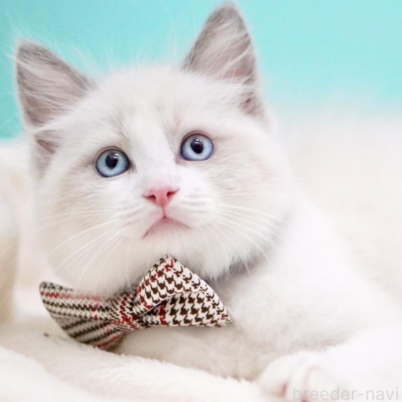 商談中の東京都のラグドール-135123の15枚目