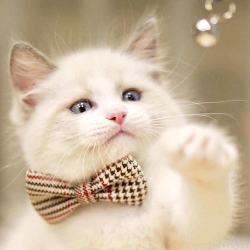 商談中の東京都のラグドール-135123の14枚目