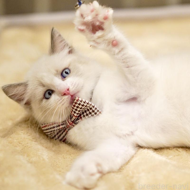 商談中の東京都のラグドール-135123の13枚目