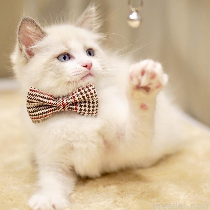 商談中の東京都のラグドール-135123の12枚目