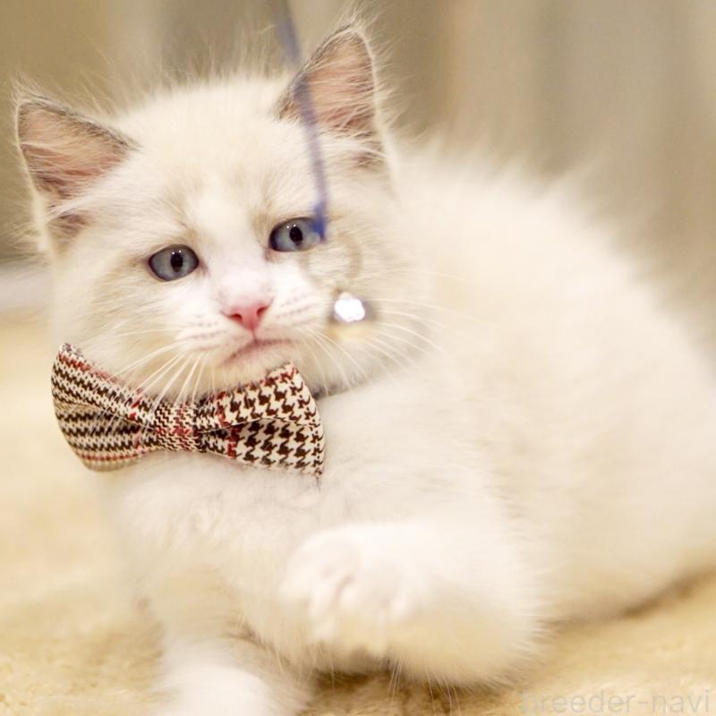 商談中の東京都のラグドール-135123の11枚目