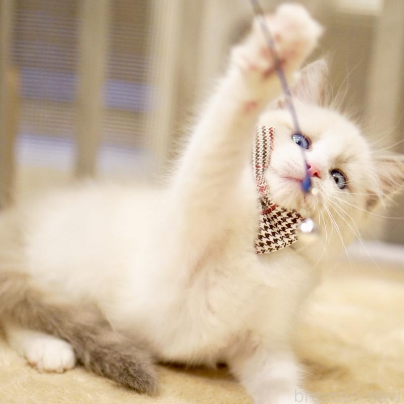 商談中の東京都のラグドール-135123の10枚目