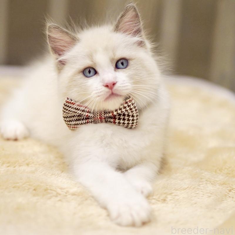 商談中の東京都のラグドール-135123の8枚目