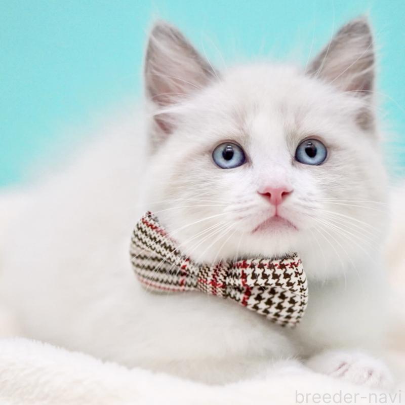 商談中の東京都のラグドール-135123の7枚目